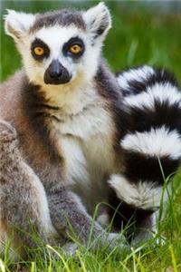 Mind Blowing Cute Ring Tailed Lemur Journal
