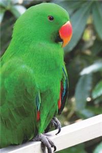 Swift Parrot Journal