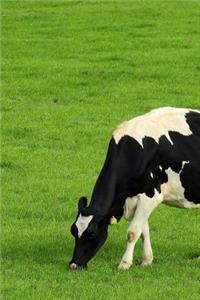 A Dairy Cow Grazing in a Meadow Journal