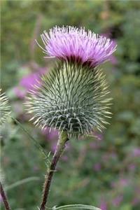 Purple Thistle Bloom in the Meadow Journal