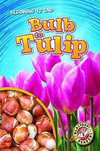 Bulb To Tulip