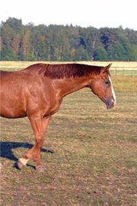 2020 Daily Planner Horse Photo Equine Itchy Horse 388 Pages