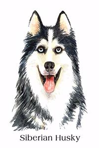 Siberian Husky