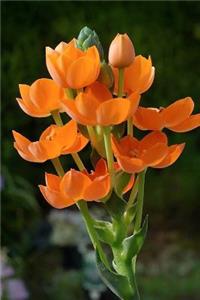 Ornithogalum Dubium Flowers Journal