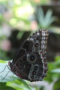 Notebook Butterfly on Lantana