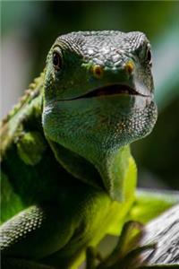 Say Hello to the Lizard Journal