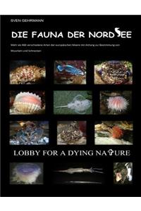 Die Fauna Der Nordsee