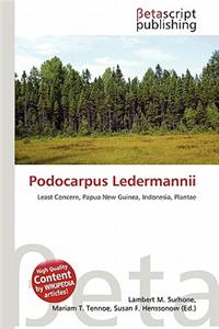 Podocarpus Ledermannii