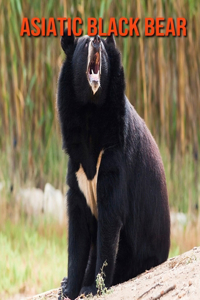 Asiatic Black Bear