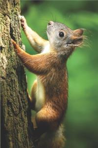 Eichhörnchen Notizbuch