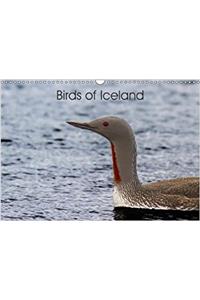 Birds of Iceland 2018