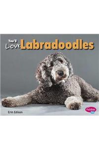 You'll Love Labradoodles