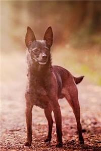 The Miniature Pinscher Dog Journal