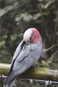 Galah Cockatoo Journal