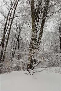 Snow Covered Branches Scenic Winter Photo Journal