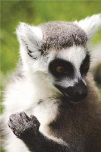 Portrait of a Ring-Tailed Lemur Journal