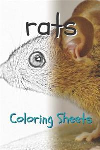 Rat Coloring Sheets