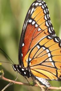Butterfly Notebook Journal