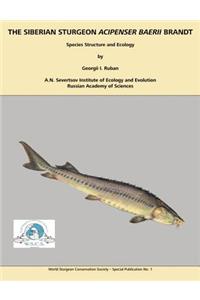 Siberian Sturgeon Acipenser Baerii Brandt