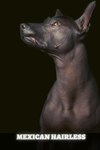 Mexican Hairless