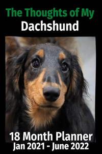 Thoughts of My Dachshund