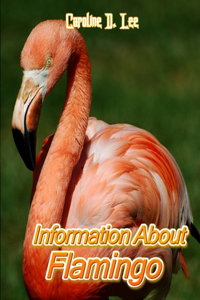 Information About Flamingo