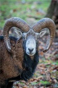 The Mouflon Ram Journal