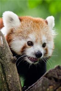 Mind Blowing Cute Red Panda 150 Page lined journal
