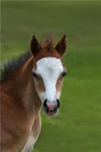 A Wild Welsh Mountain Pony Foal Journal