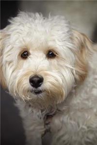That Face! Darling Little White Labradoodle Puppy Dog Journal