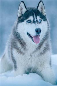 Snow Husky Dog