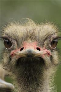 Who Upset the Ostrich Flightless Bird Journal