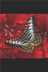 Schmetterling