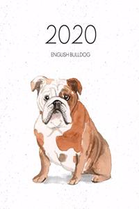 2020 English Bulldog