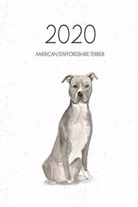 2020 American Staffordshire Terrier