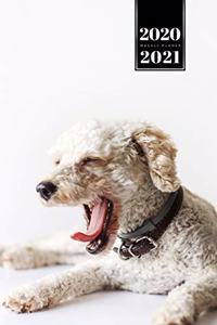 Poodle Dog Calendar Week Planner 2020 / 2021 - Time for a Nap