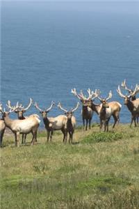 Tule Elk Herd on the California Coast Journal