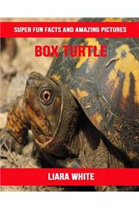 Box Turtle