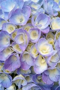 A Blue Hydrangea Close-Up Journal