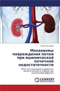 Mekhanizmy Povrezhdeniya Pochki Pri Ishemicheskoy Pochechnoy Nedostatochnosti