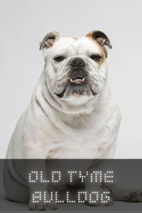 Old Tyme Bulldog