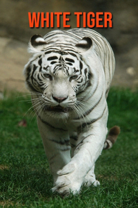 White Tiger