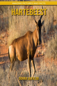 Hartebeest