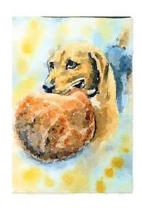 Beagle Journal