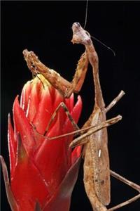Mind Blowing Praying Mantis Close Up Journal