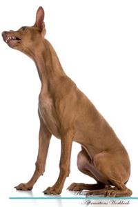 Pharaoh Hound Affirmations Workbook Pharaoh Hound Presents