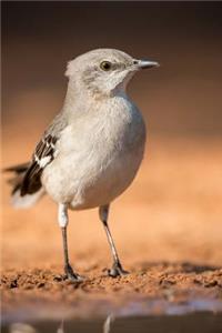 Texas State Bird - Nothern Mockingbird Journal