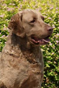 Chesapeake Bay Retriever