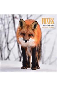 Foxes Calendar 2017