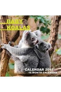 Baby Koalas Calendar 2017